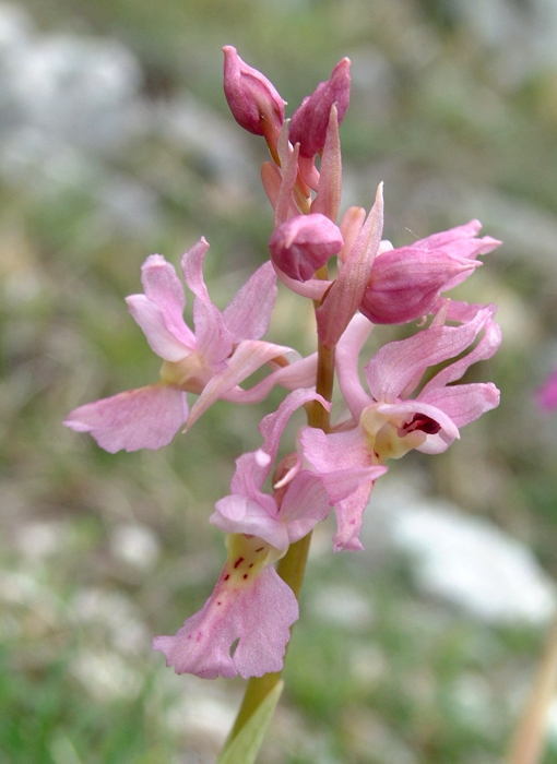 Orchis x colemanii (ibrido: Or. mascula x Or. pauciflora)